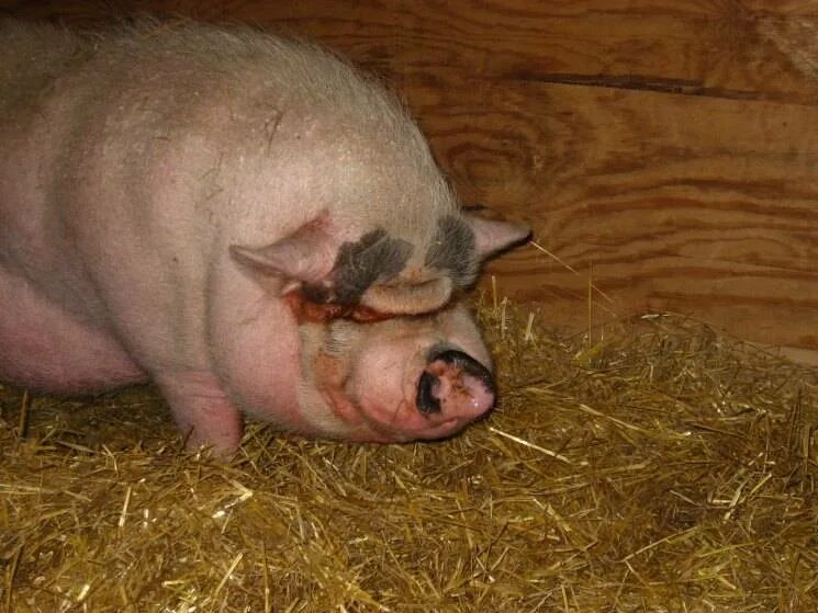 Что делают со свиньями. Канадская технология выращивания свиней. Вим дельвуа тату на свиньях. Свинья в свинарнике. Сарай для свиней.