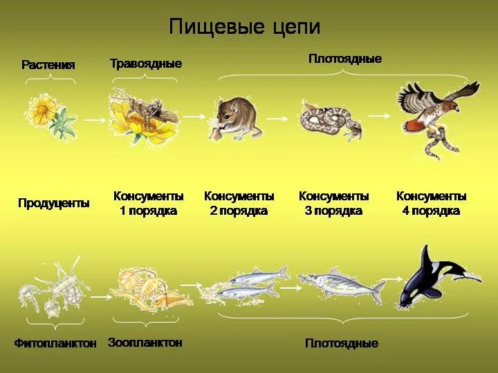 Группы животных по характеру питания. Пищевые цепочки 5 класс биология. пищевые цепочки 5 класс биология 3 цепочки. цепь питания названия организмов. цепочки питания животных 9 класс биология.