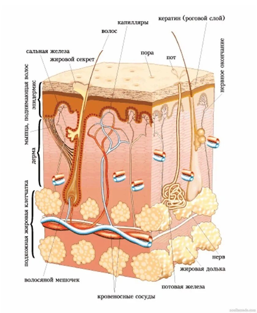 Сальные и потовые железы являются. Дерма эпидермис подкожная. Слой 1) эпидермис 2) дерма 3) гиподерма. Строение кожи роговой слой эпидермис дерма.