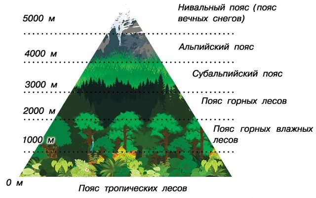 Схема высотных поясов в горах. Высотная поясность гор анд. Высотная поясность в Андах таблица. Высотная поясность в Андах рисунок.