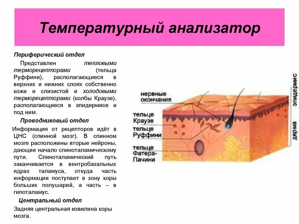 Рецепторы кожи функции. Строения функции кожные температурный анализатор. температурные рецепторы кожи тельца руффини колбы краузе. температурный анализатор рецепторный. температурный анализатор рецепторный проводниковый.
