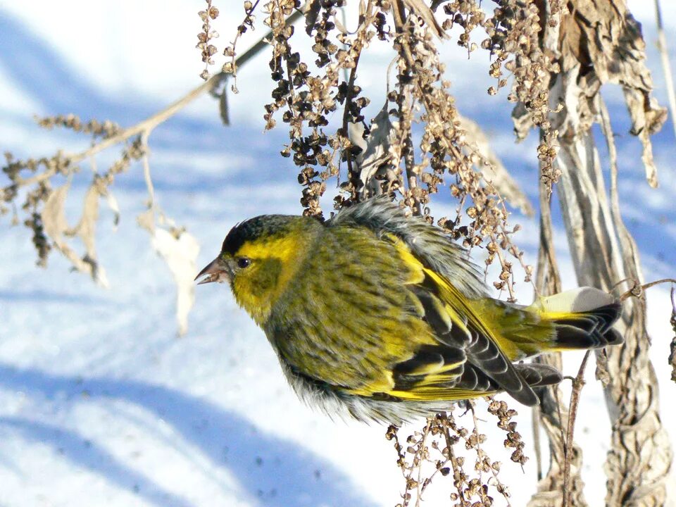 антильский чиж. американский чиж самка. чиж чижи уж. чиж чижи уж. чиж подмосковный.