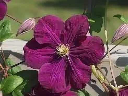 Клематис славянка фото Clematis macrophylla 'Elgar'