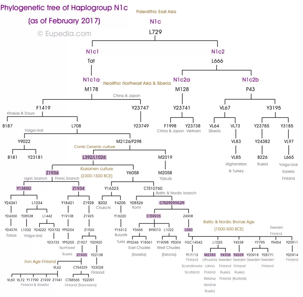 королева виктория гемофилия родословная. гаплогруппа n1-l735. как составить родословную генетика. генетическая генеалогия. генетическая генеалогия.