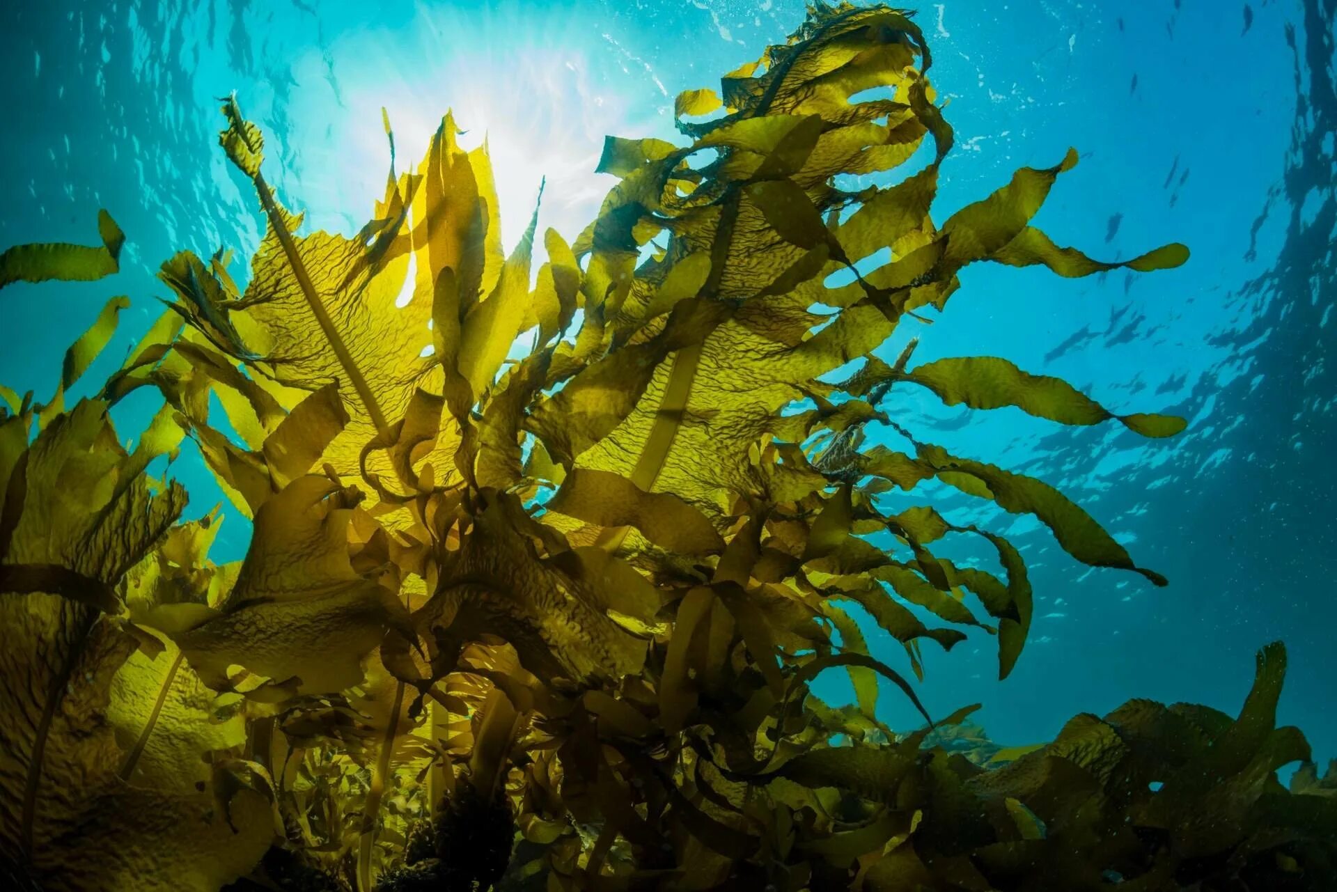 Фукус бурые. Морские водоросли ламинария. Морская капуста ламинария. Бурые водоросли ламинария. Водоросли келп ламинариевые.