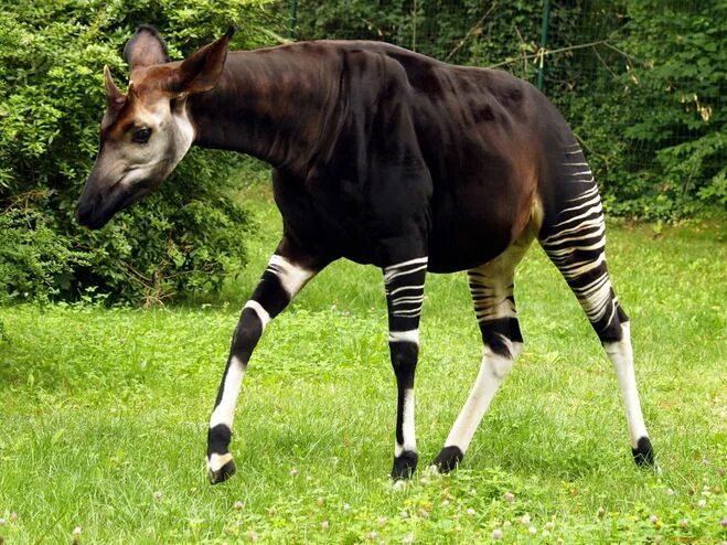 Okapi (Okapia johnstoni) - #etologiarelazionale - The ethology of emotions and e