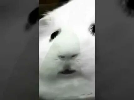 Хомяк из мема тик ток