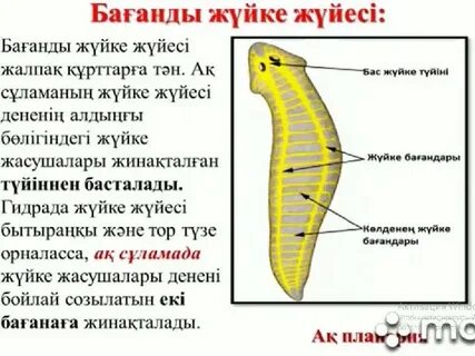 Үштік жақсы