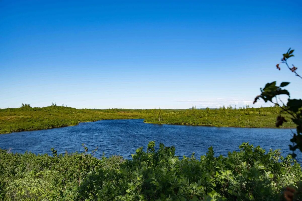 Кайское болото кировская область. Болото красноярского края. Водно-болотные угодья «бреховские острова в устье р. Дом в болотном. Красноярск болотное.