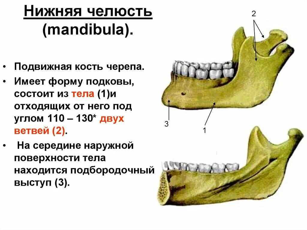 Нижняя челюсть кость черепа анатомия. Нижняя челюсть анатомия кости. Анатомия нижней челюсти человека кости. Строение кости нижней челюсти человека. Нижняя челюсть с другими костями черепа