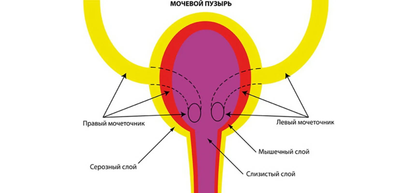 Слои мочеточника. Схема строения мочевого пузыря. Устье мочеточника в мочевом пузыре. Отделы мочевого пузыря анатомия. Мочеточники мочевой строение.