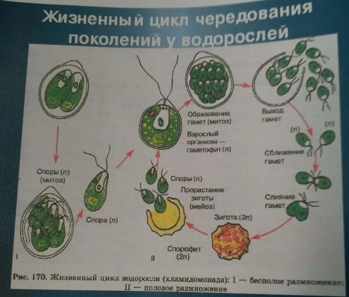 Водоросли строение и размножение. Цикл развития одноклеточных водорослей схема. Размножение водорослей хламидомонада. Жизненный цикл хламидомонады ЕГЭ. Цикл размножения хламидомонады.