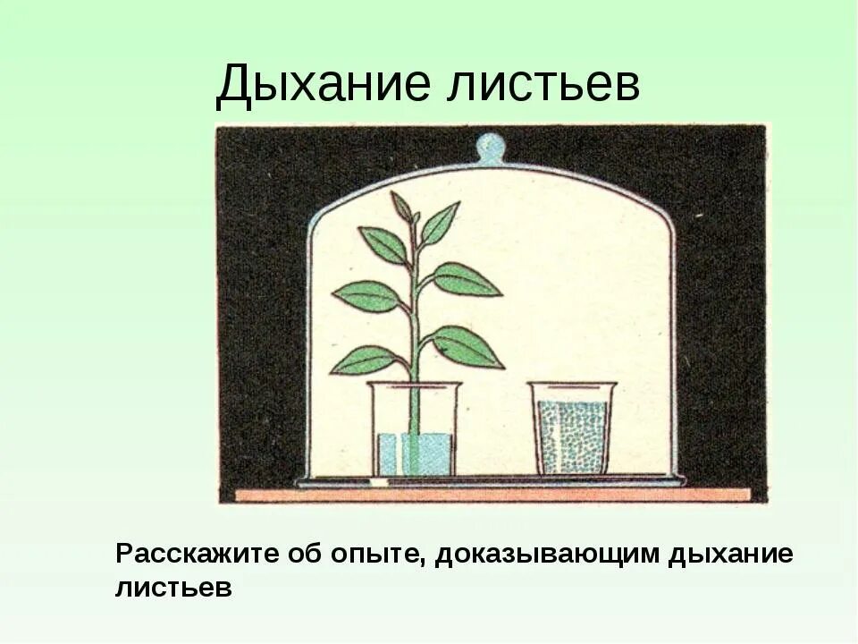 Дышат ли семена. Дыхание растений опыт демонстрирующий дыхание растений. Опыт по биологии 6 класс дыхание растений. Дыхание листа опыт. Опыт доказывающий дыхание листа.