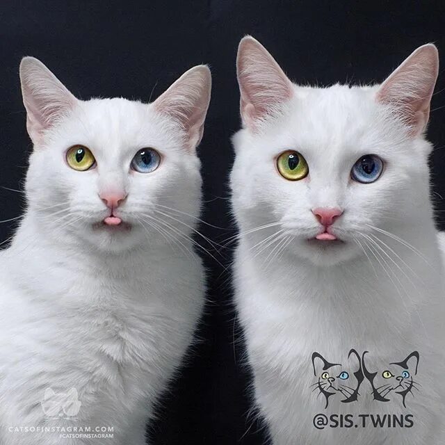 Сиамские близнецы котята. Као мани. Белые кошки близнецы. Абис и айрис. Twin cats.