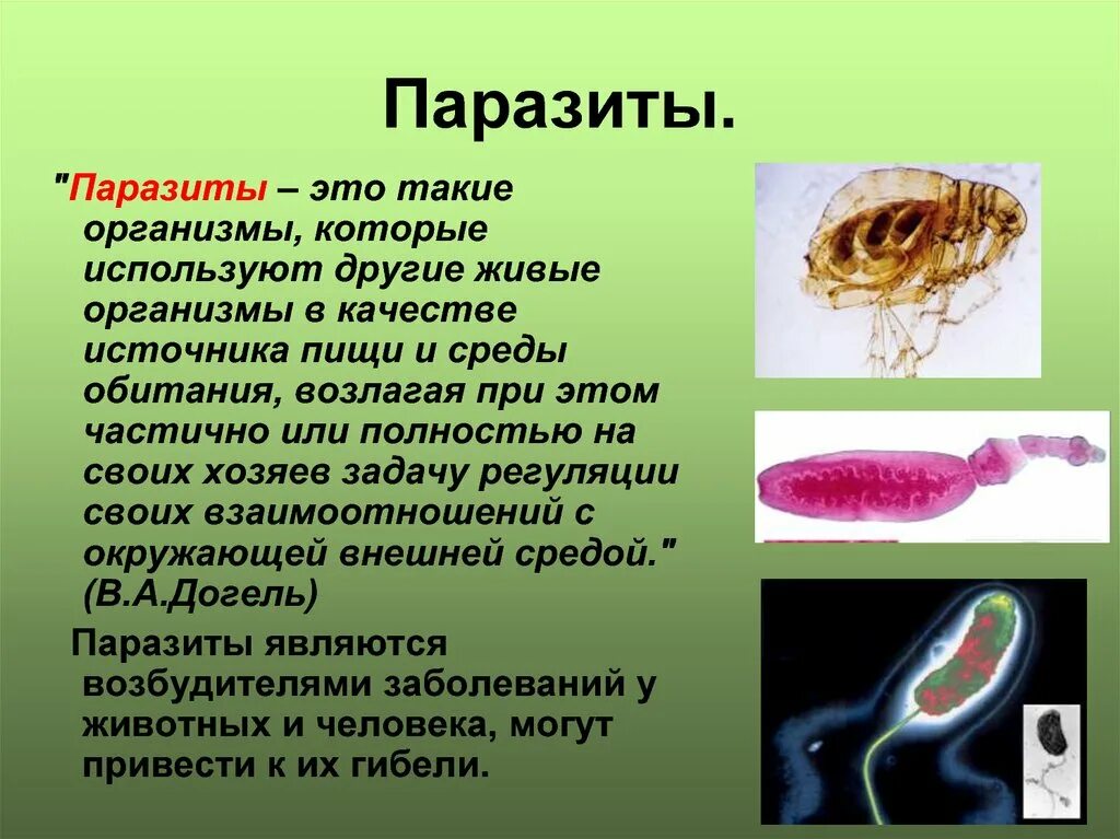 Что такое паразитизм кратко 5 класс. Паразитические организмы. Паразиты в животном организме.