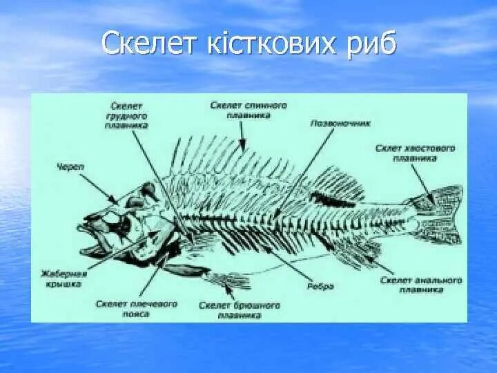 Внешний скелет рыбы. Скелет рыбы строение. скелет плавника рыбы. кісткові риби. брюшной плавник скелет.