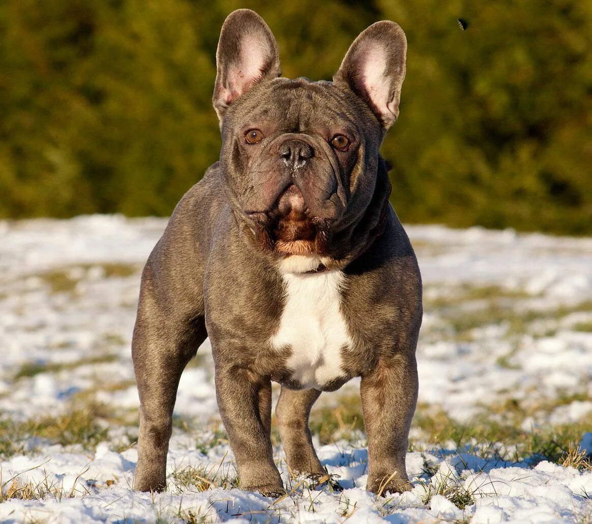 Цвета бульдогов. Голубой солид французский бульдог. Французский бульдог кремовый окрас. Цвета бульдогов. Французский бульдог песочного окраса.
