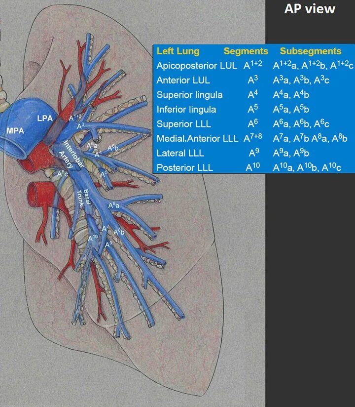 Сегменты легочной артерии кт. Анатомия легочных артерий кт. Сегментарные ветви легочной артерии. Сегменты ветвей легочной артерии. Сколько легочных артерий