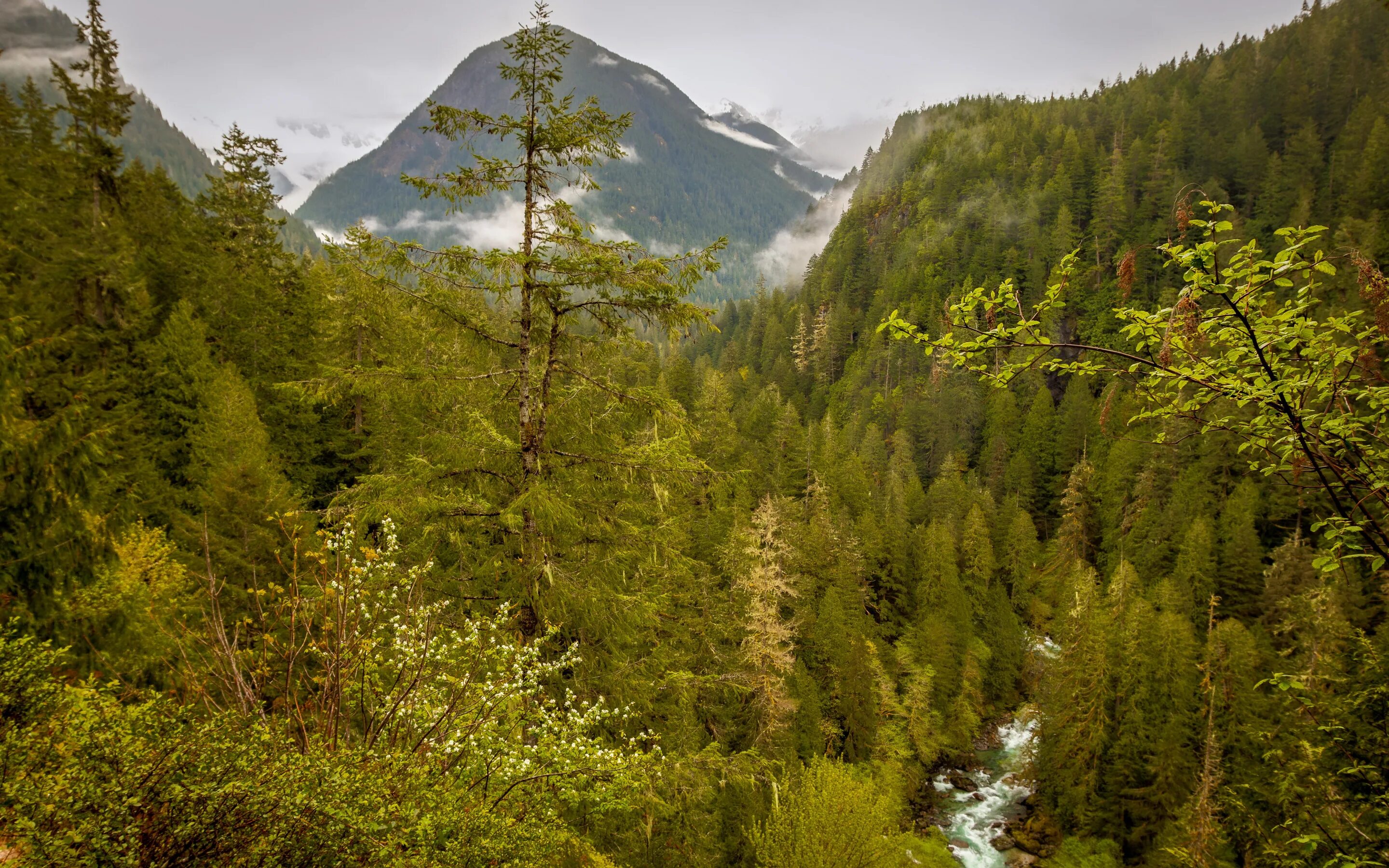Хвойные америки. Тихоокеанский Северо-Запад США леса. Природа штата Вашингтон США горный ручей. Леса хвойные смешанные в США. Природа штата Вашингтон сосны лес.