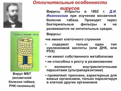 Вирусы проходят через бактериальные фильтры