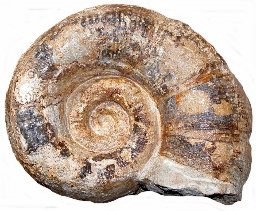 Полезное ископаемое из раковин умерших морских. Аммониты головоногие окаменелости. Lytoceras. Аммонит без раковины. Ископаемые ракушки.