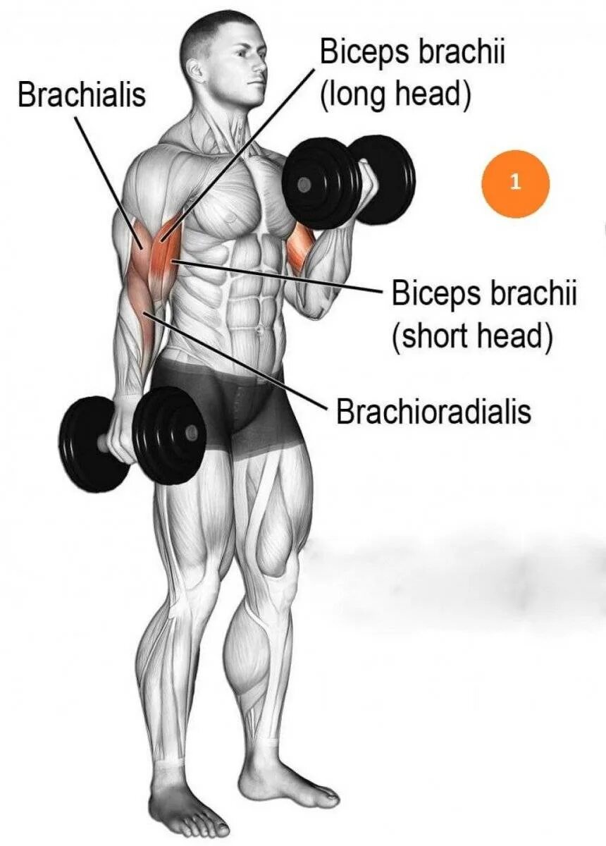 Супинация на бицепс с гантелями. Подъем гантелей на бицепс стоя. Подъем гантелей на бицепс стоя техника. Подъем гантели на бицепс стоя. Подъем гантелей на бицепс с супинацией стоя.