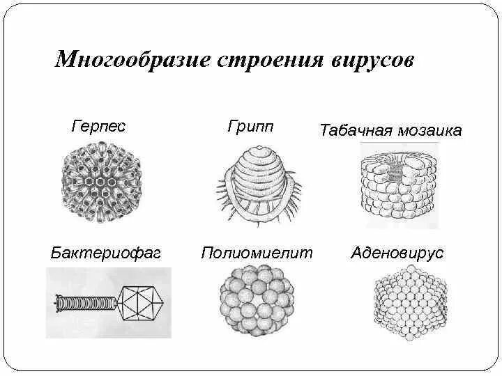 Вирусы тест 10. Виды строения вирусов. Виды форм вирусов. Формы вирусов и бактерий. Строение разных вирусов.