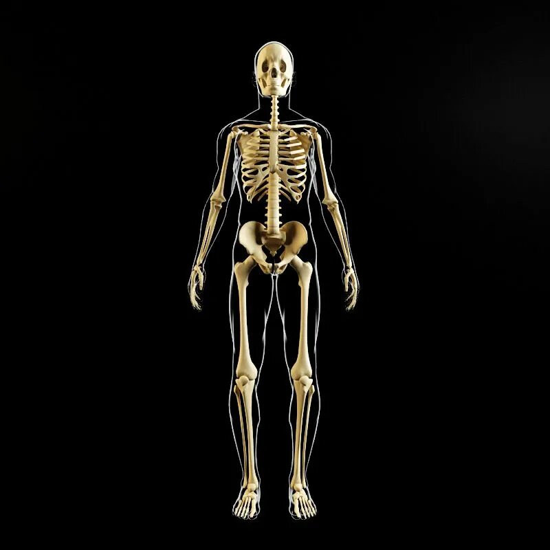Bones model