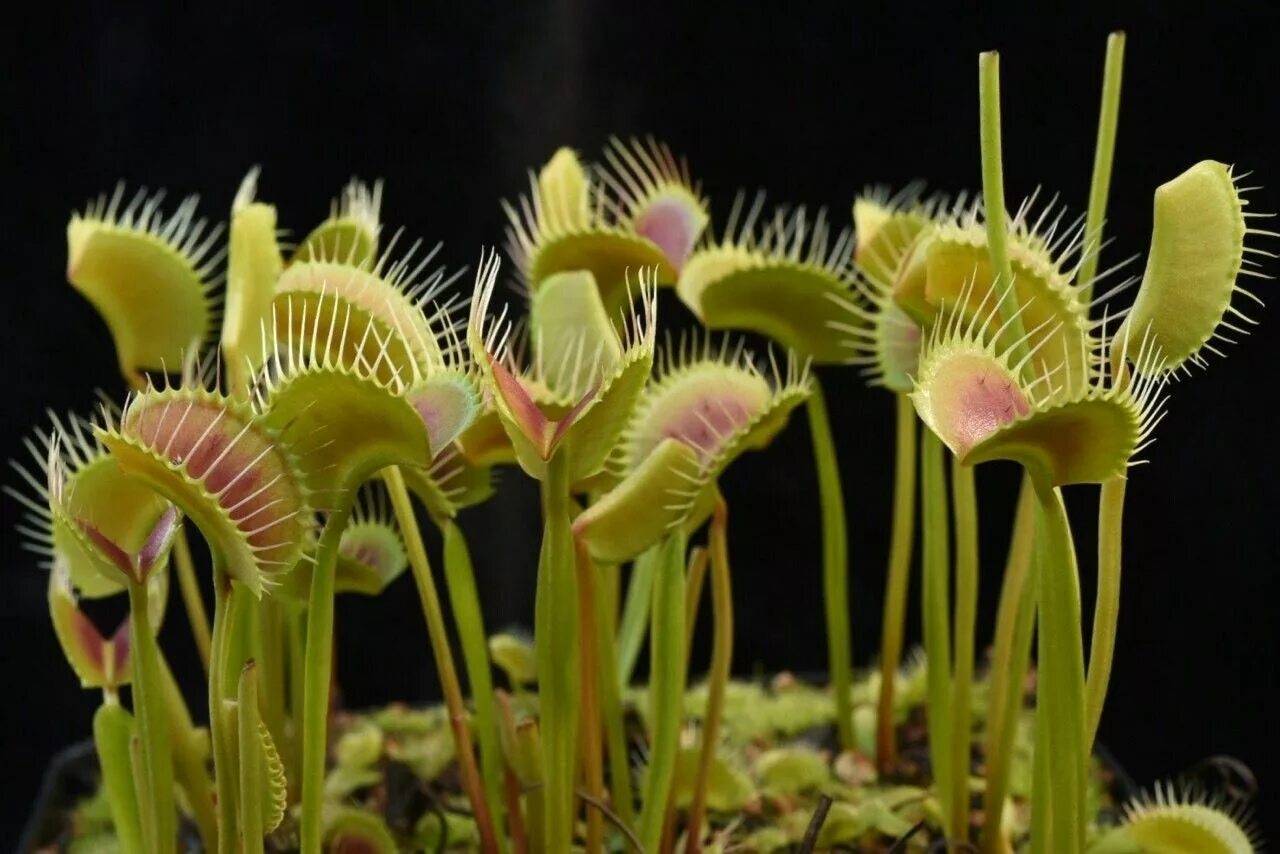 Дионея венерина мухоловка. Хищная трава. Венереггова мухоловка. Венерина дионея. Росянка и венерина мухоловка.