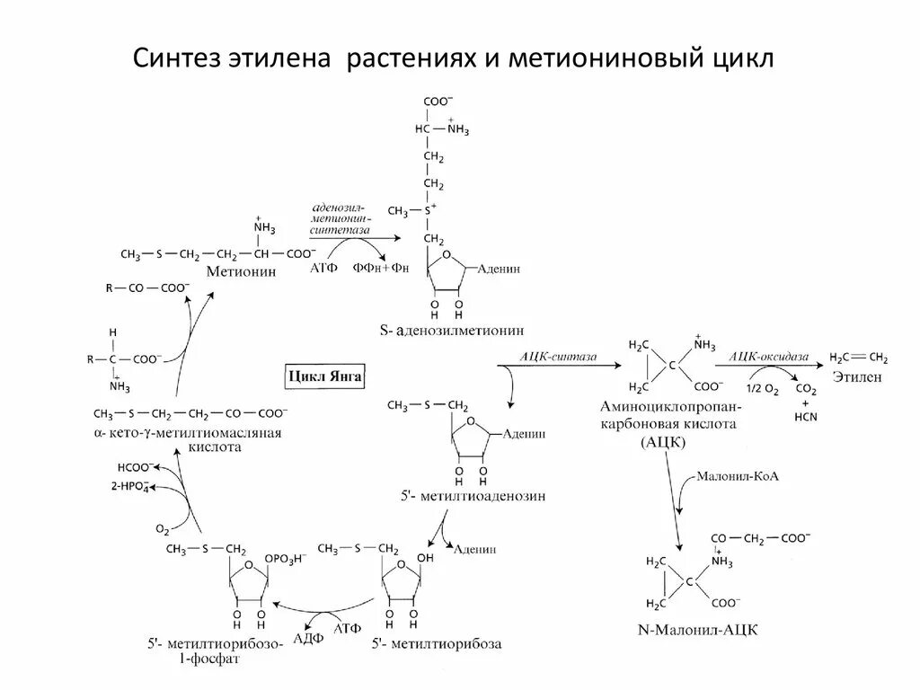 Какую простейшую аминокислоту можно синтезировать из этилена. Цикл метионина. биосинтез этилена в растениях. метиониновый цикл биохимия. синтез метионина.