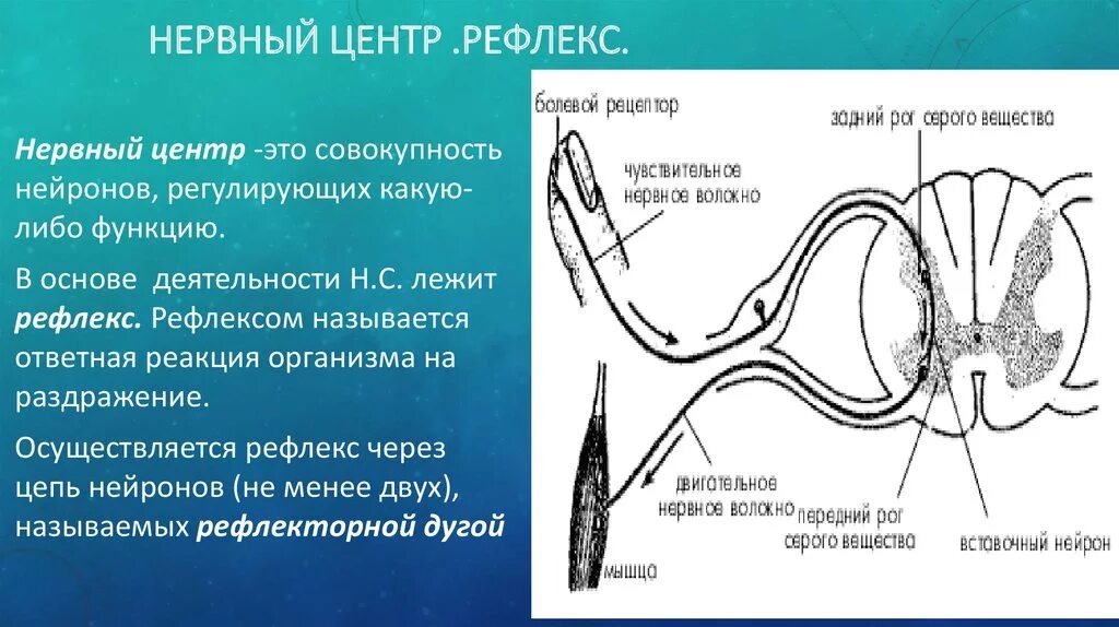 Нервные центры мышц