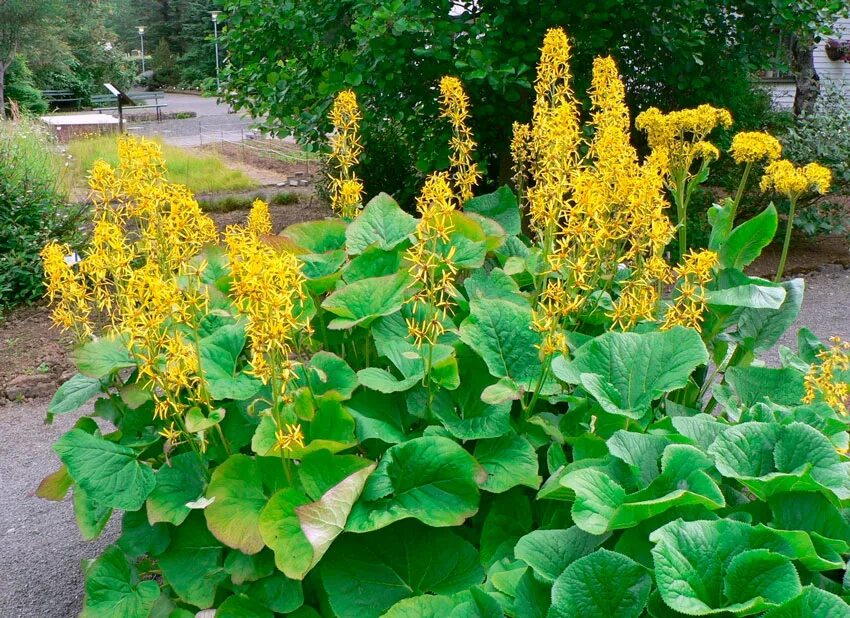 Ligularia sibirica - Image of an specimen - Plantarium