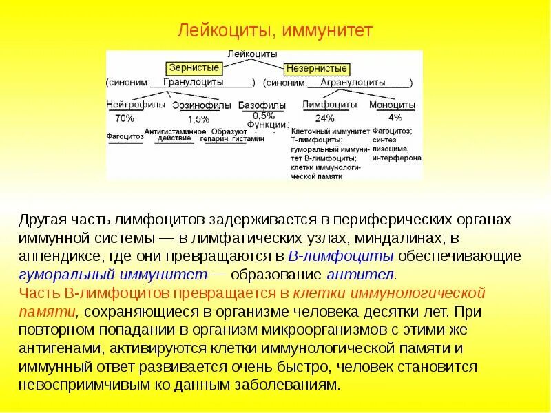 Обеспечивают иммунные реакции. Роль лейкоцитов в иммунитете. Лейкоциты и их участие в обеспечении иммунитета. Лейкоциты и виды иммунитета. Роль лейкоцитов в реализации иммунного ответа.