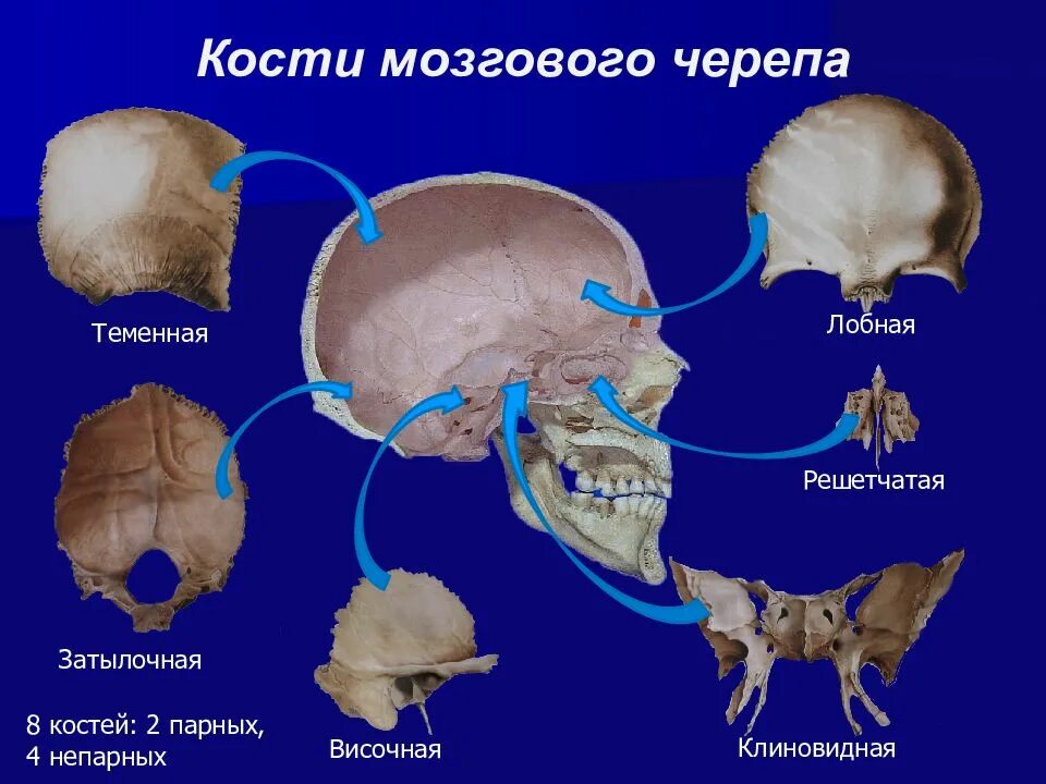 Теменная и височная кости тип соединения. Кости мозгового отдела черепа. Клиновидная и затылочная кость. Клиновидная кость черепа анатомия отдел черепа. Кости мозгового отдела черепа анатомия.