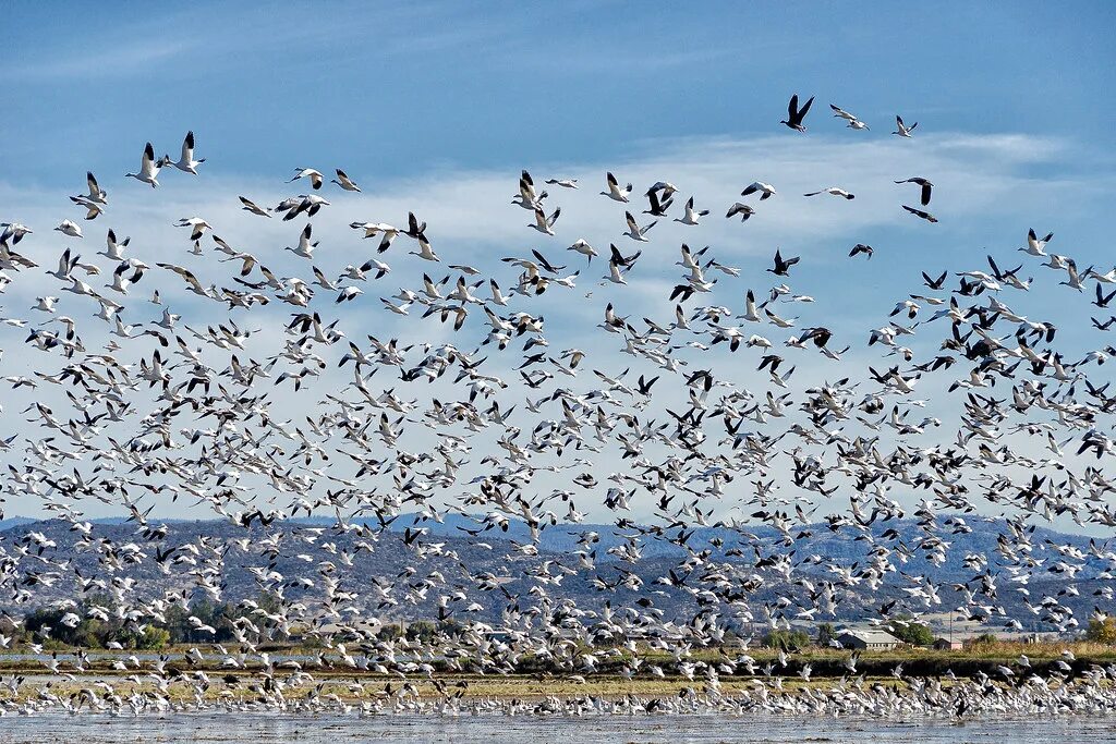 Миграция птиц Забайкальского края. Миграция птиц Мем. A flock of migrating Birds. To flock.