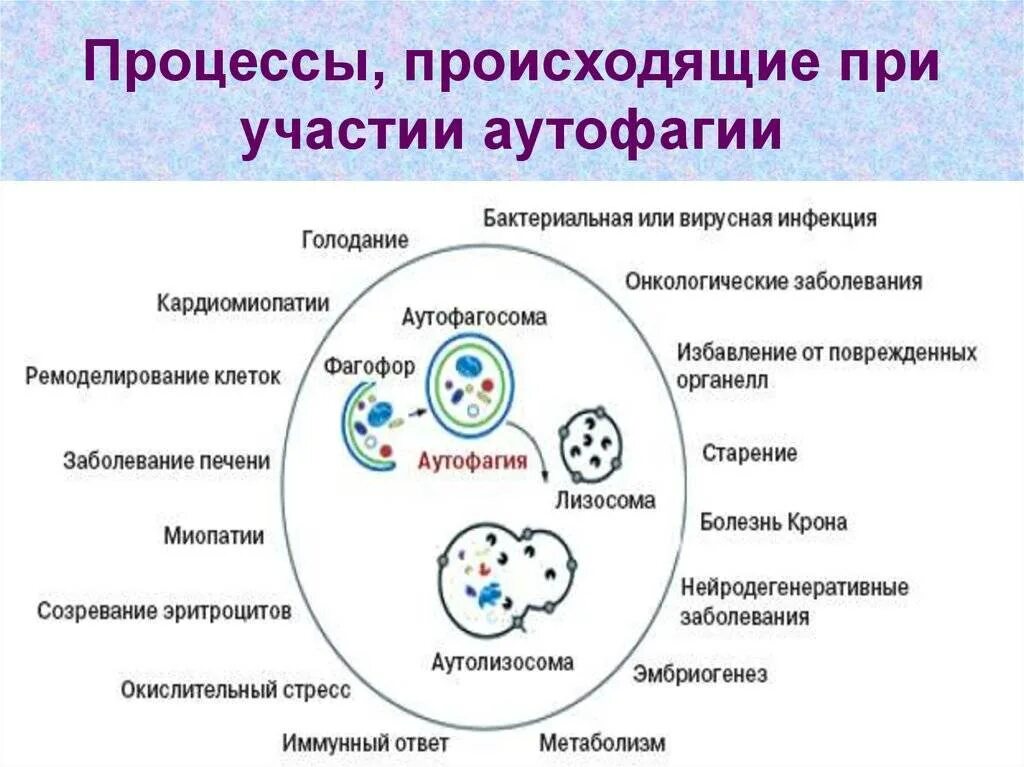 Аутофагия это простыми словами. Аутофагия. Механизм аутофагии. Аутофагия процесс. Схема аутофагии.