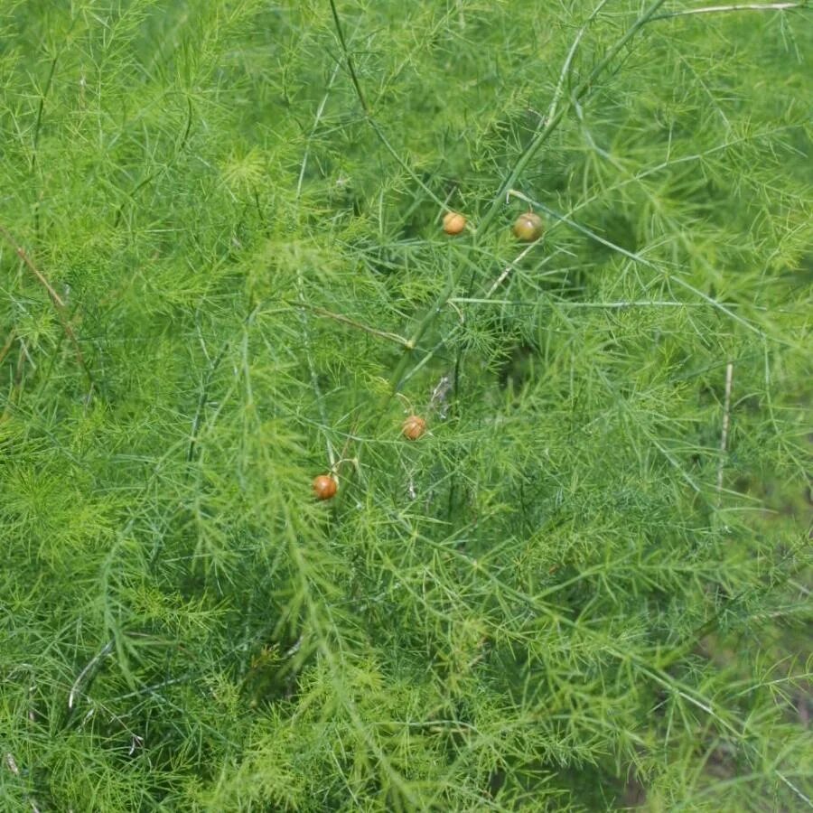 Аспарагус перистый. Аспарагус перистый. Аспарагус дикий. Спаржа палласа. Аспарагус setaceus.