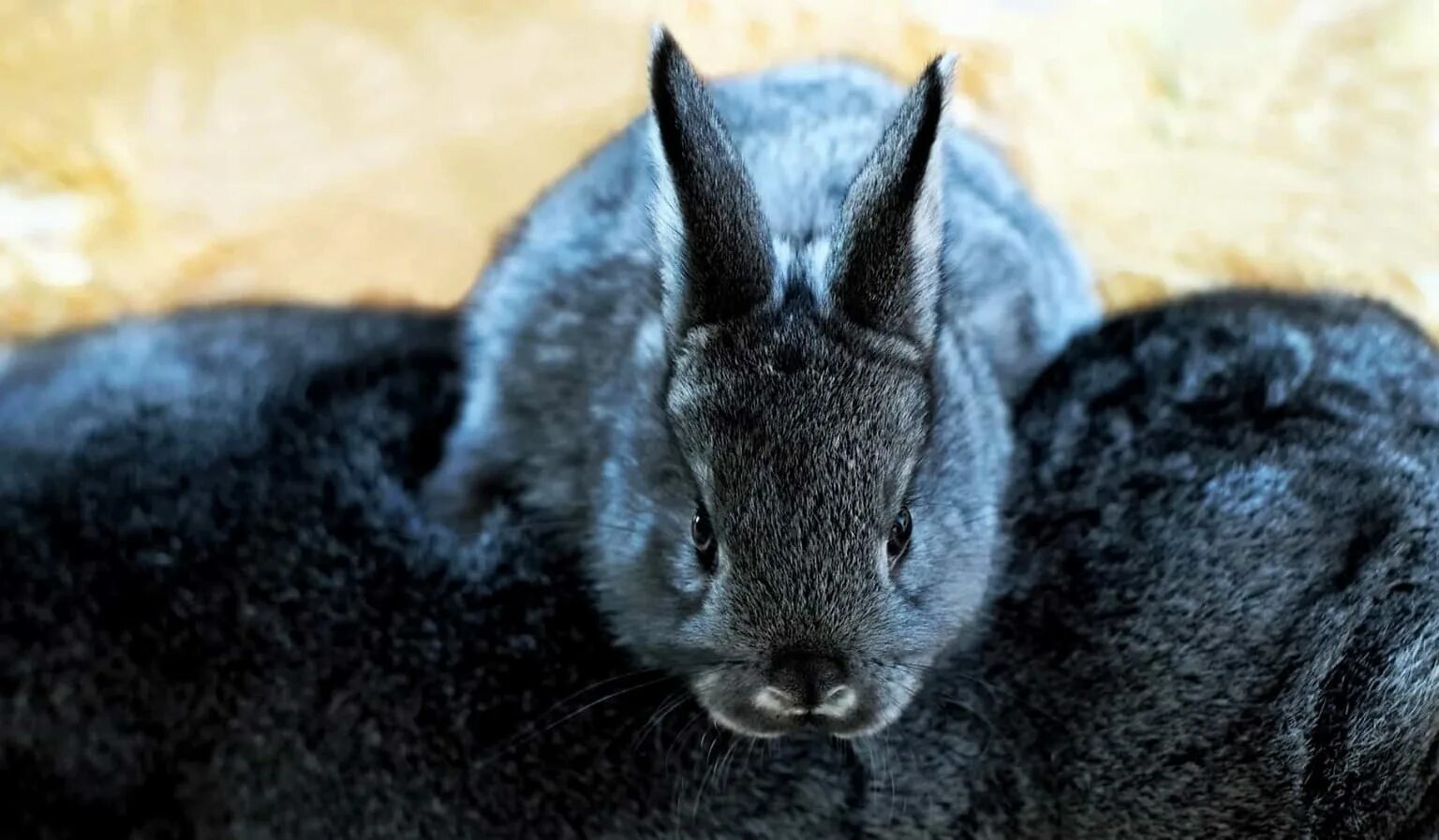 Черный кролик на английском. Синий кролик. Черный заяц. Черный кролик. Кролик картинка.