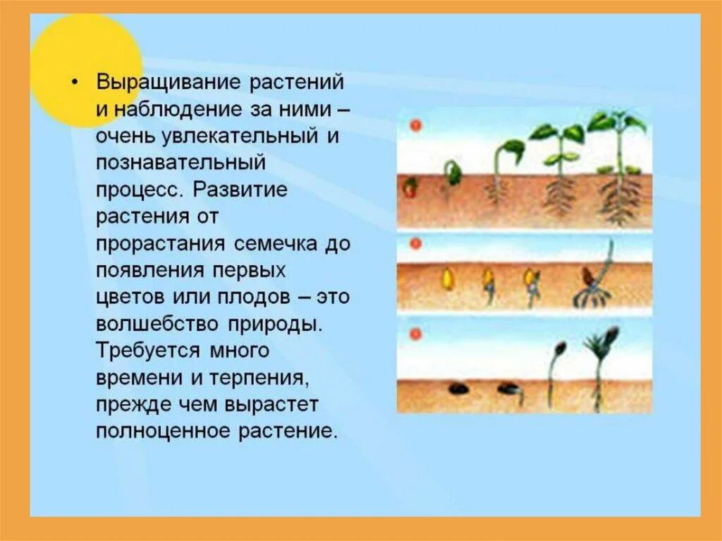 Наблюдение за ростом и развитием фасоли. Условия прорастания семян. Процесс развития растений. Наблюдение за развитием растений. Наблюдения как растёт растения.