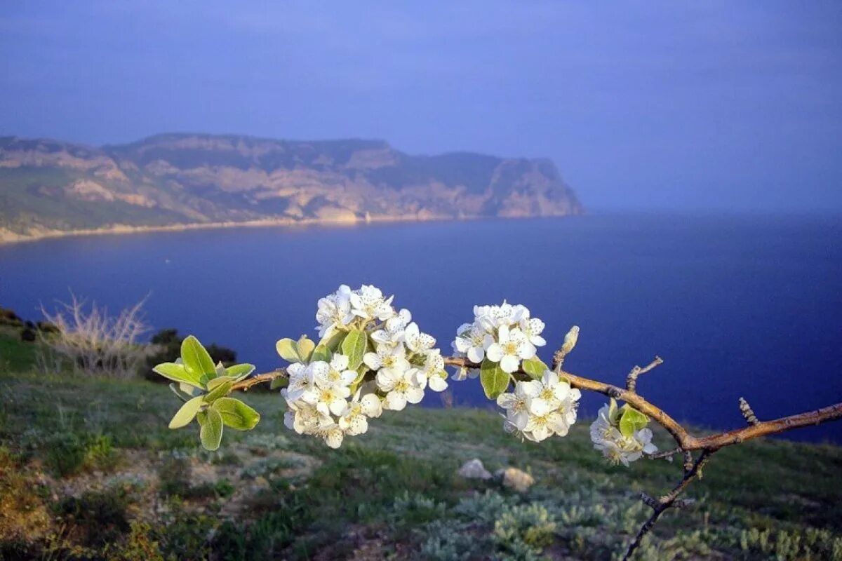 Ялта цветение миндаля. Цветение миндаля в Крыму. Алушта цветение миндаля.