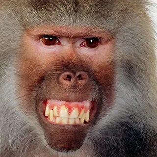 Scary baboon