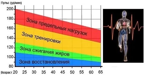 Норма пульса во время тренировки