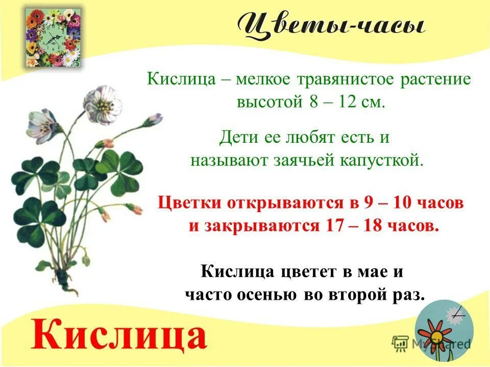 Цветы 2 раза в год. Аспорт травянистого растения 2 класс. Кислица растение для детей.