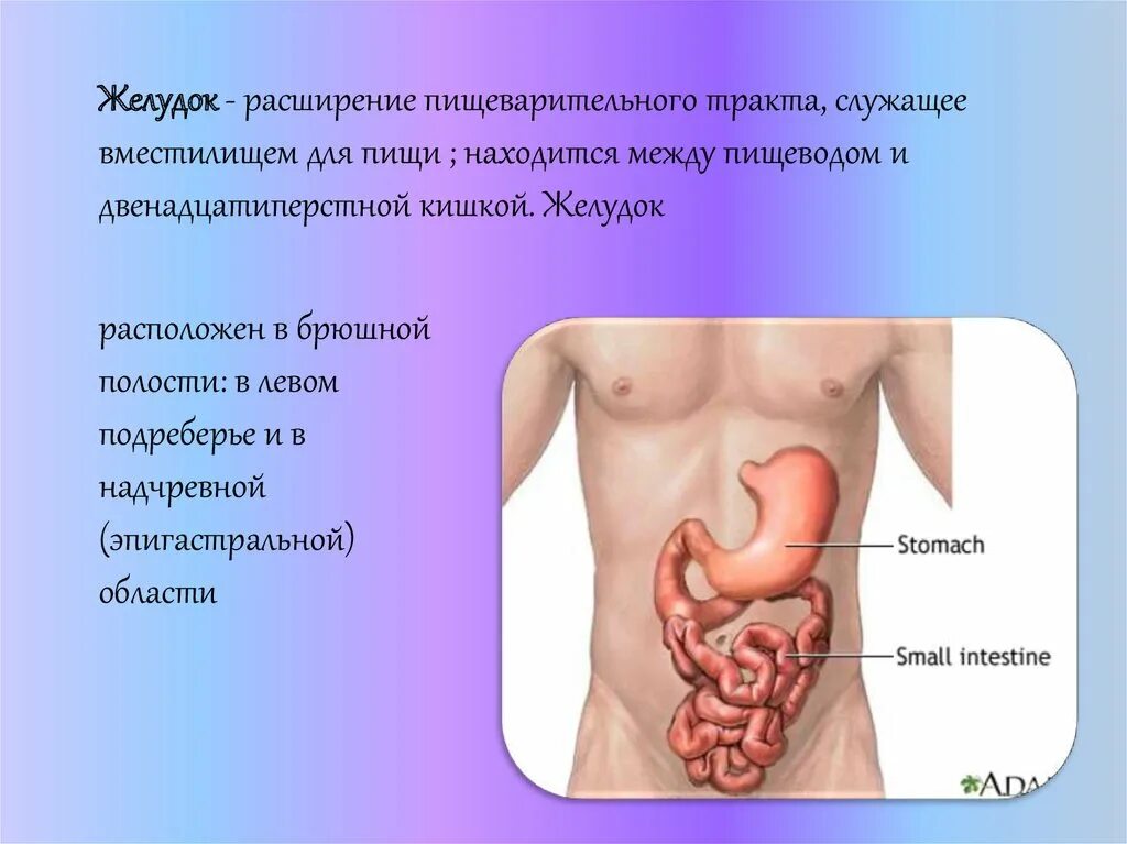 Желудок расположен в брюшной полости. Желудок человека расположение. Расположение желудка в брюшной. Области жкт