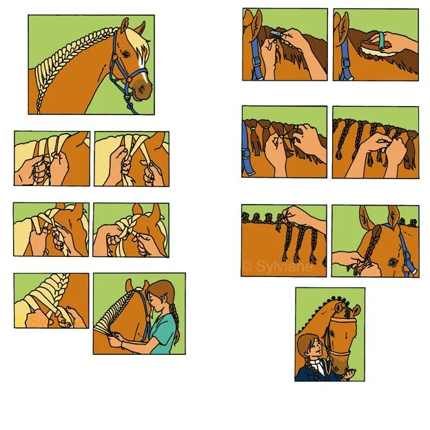 Плетение гривы лошади схемы. Плетение гривы у лошадей. Прически для лошадей. Плетение шишечек лошади.
