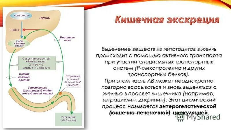 Синтез желчи происходит в