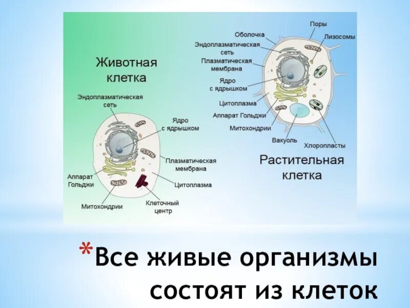 Разделы биологии. Схема строения клетки. Организм состоит из клеток. Вещества из которых состоит живая клетка. Живые организмы состоят из клеток.