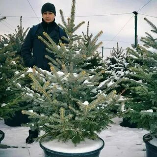 Елочный базар красногорск