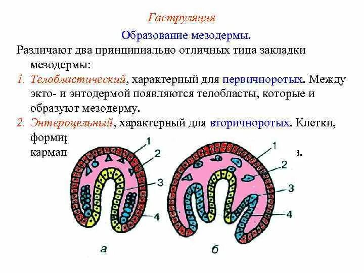 Гаструляция образование мезодермы. Способы формирования мезодермы. Способы образования мезодермы. Гаструляция мезодерма.