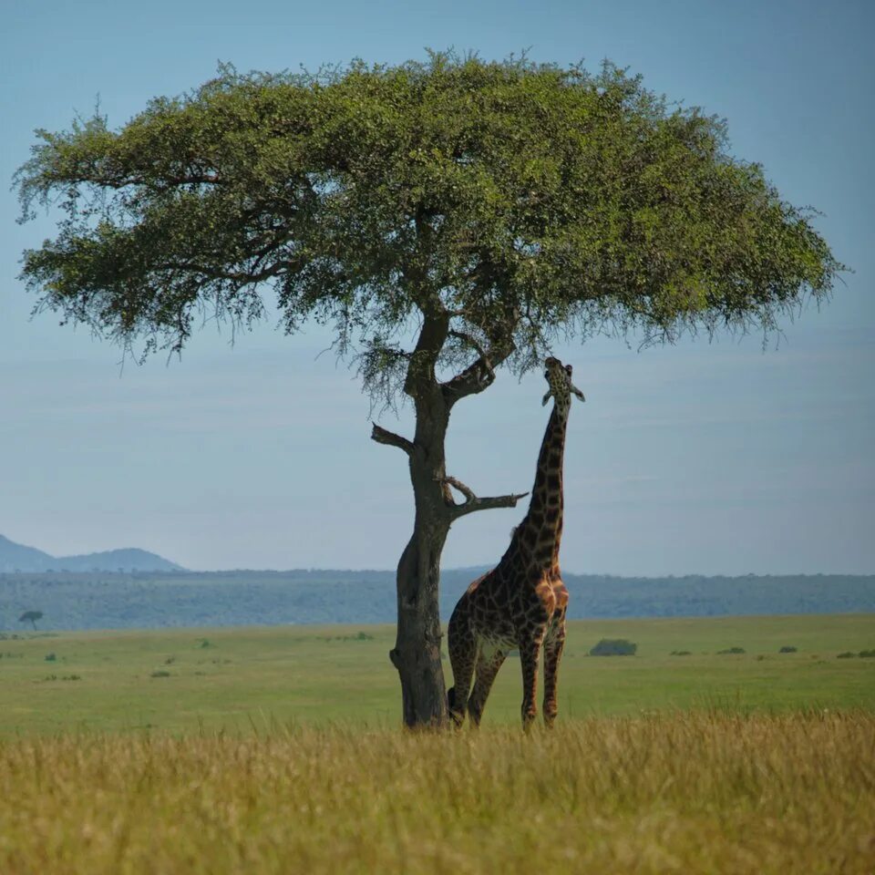 Какие деревья произрастают в африке. Дерево в африке баобаб. Зонтичная акация в африке. Какие деревья произрастают в африке. Дерево в африке баобаб.
